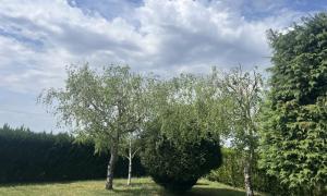 Étêtage de bouleau