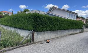 Taille de haie thuyas sur Saint-Étienne