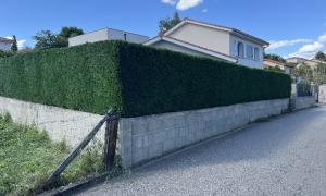 Taille de haie thuyas sur Saint-Étienne