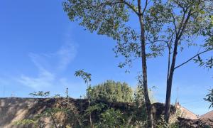 Abattage d’un hêtre sur Nantes 