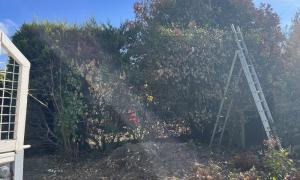 Rabattage d’un laurier à Saint-Herblain 44