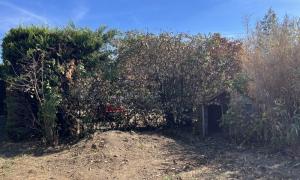 Rabattage d’un laurier à Saint-Herblain 44